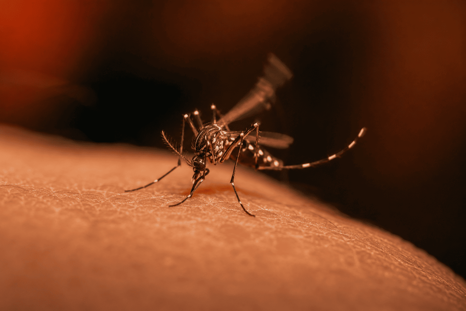 Sintomas da Dengue: Como Identificar, Tratar e Quando Se Preocupar de Verdade